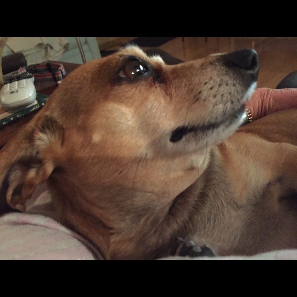 Fur babies - Picture 3 of 7